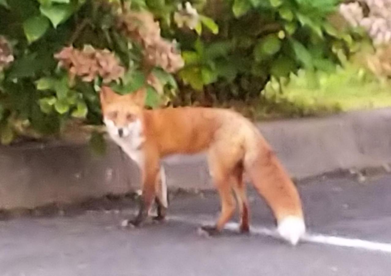 Minshuku Kaikazari Kunnui Hotel Oshamambe Buitenkant foto